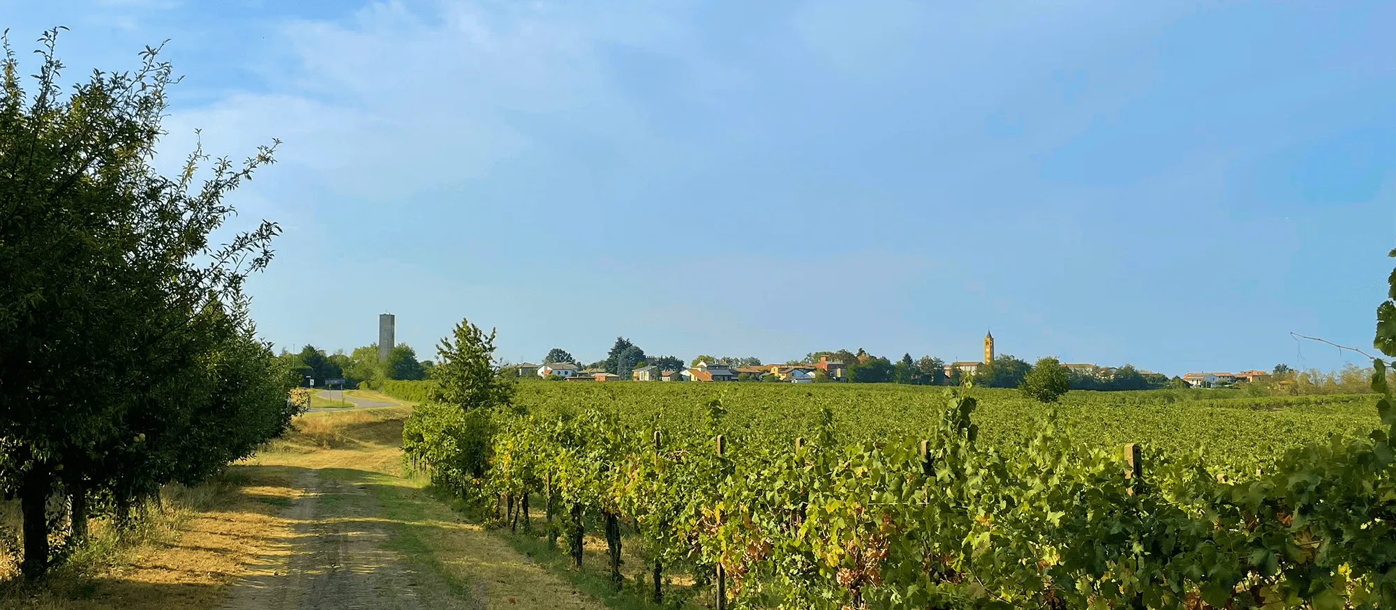 Il borgo di Bosnasco visto dal vigneto di Fratelli Bernini, con la torre dell'acquedotto e il campanile sulla linea dell'orizzonte